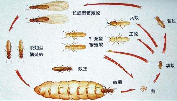 白蚁的生活习性和繁殖速度